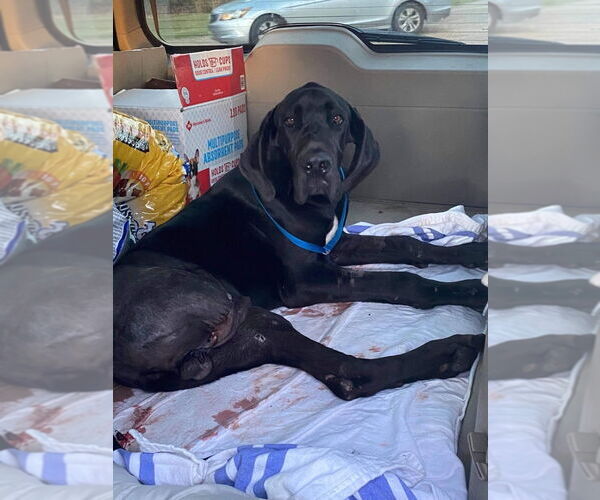 Medium Photo #1 Great Dane Puppy For Sale in Bullard, TX, USA