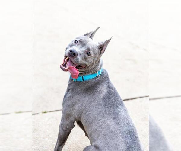 Medium Photo #1 American Pit Bull Terrier-Unknown Mix Puppy For Sale in Aurora, IL, USA