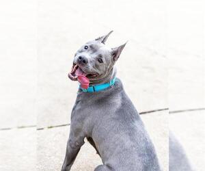 American Pit Bull Terrier-Unknown Mix Dogs for adoption in Aurora, IL, USA