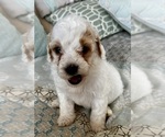 Small Photo #20 Goldendoodle (Miniature) Puppy For Sale in PENSACOLA, FL, USA