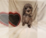 Small Photo #48 Goldendoodle-Sheepadoodle Mix Puppy For Sale in ROCHESTER, NY, USA