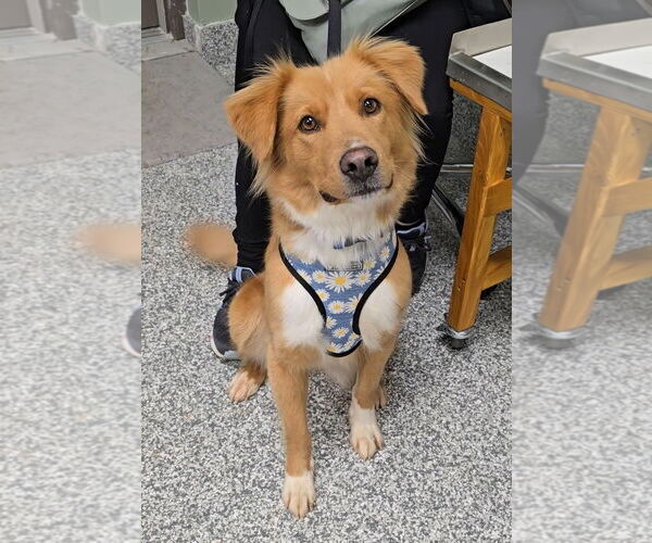 Medium Photo #4 Border Collie-Golden Retriever Mix Puppy For Sale in McDonough, GA, USA