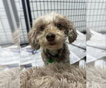 Small Havanese