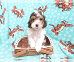 Small Photo #7 Maltipoo Puppy For Sale in HARTVILLE, MO, USA