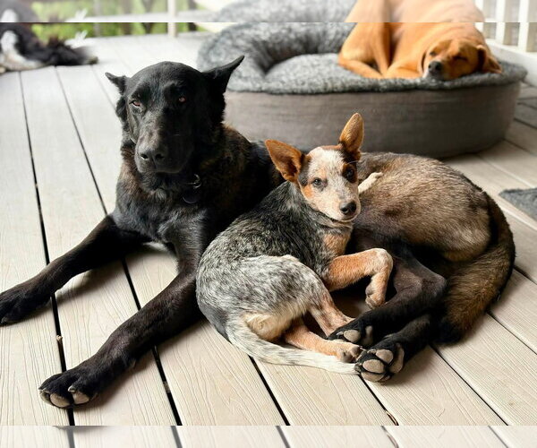 Medium Photo #5 Mutt Puppy For Sale in Paso Robles, CA, USA