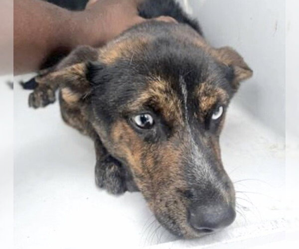 Medium Photo #2 Mutt Puppy For Sale in Houston, TX, USA