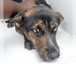 Small #1 Mutt