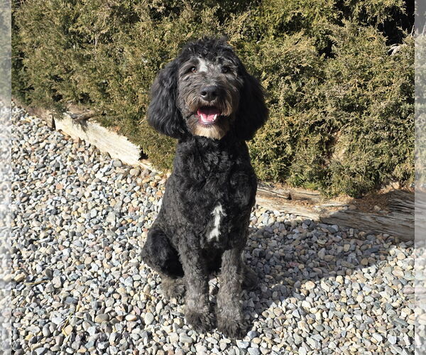 Medium Photo #2 Aussiedoodle Puppy For Sale in Albuquerque, NM, USA