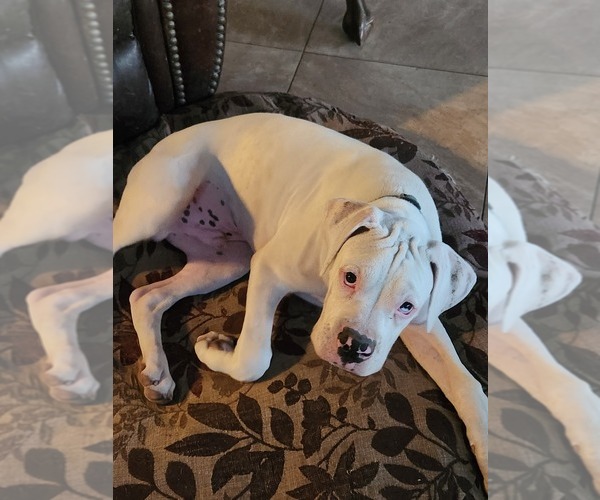 Medium Photo #3 Boxer Puppy For Sale in WINCHESTER, CA, USA