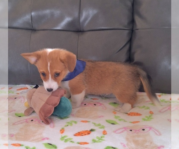 Medium Photo #7 Pembroke Welsh Corgi Puppy For Sale in ARROYO GRANDE, CA, USA