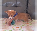 Small #6 Pembroke Welsh Corgi