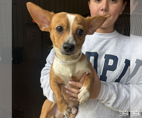 Medium Photo #3 Chihuahua-Unknown Mix Puppy For Sale in Washington, DC, USA