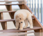 Puppy Tilly Goldendoodle