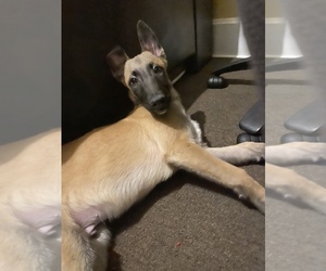 Belgian Malinois Puppy for sale in WAUKEGAN, IL, USA