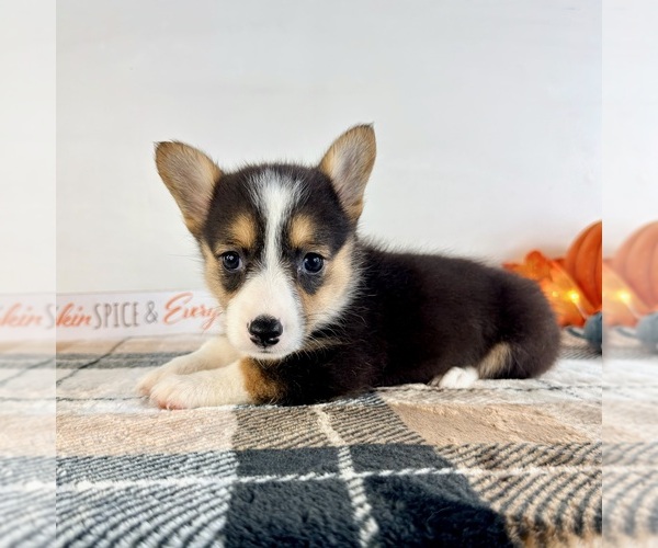 Medium Photo #3 Pembroke Welsh Corgi Puppy For Sale in GREENFIELD, IN, USA