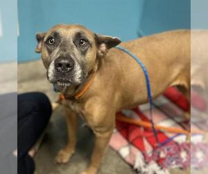 Mutt Dogs for adoption in Camarillo, CA, USA