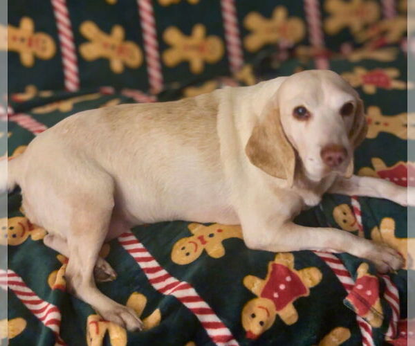 Medium Photo #5 Beagle Puppy For Sale in Dunnellon, FL, USA