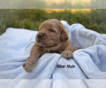 Small Photo #2 Goldendoodle Puppy For Sale in SANTA CLARA, UT, USA