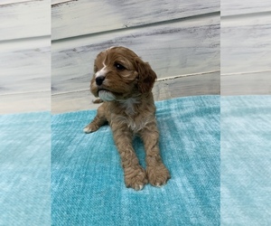 Cavapoo Puppy for sale in LONDON, KY, USA