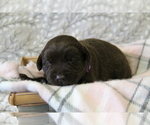 Small #6 Labrador Retriever