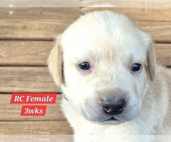 Medium Photo #132 Labrador Retriever Puppy For Sale in EDGEWOOD, TX, USA