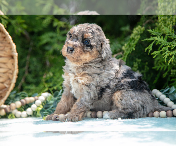 Medium Photo #5 Miniature Bernedoodle Puppy For Sale in BREMEN, IN, USA