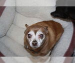 Small #7 Chihuahua