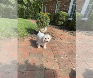 Poodle (Miniature) Puppy for sale in HARRISBURG, VA, USA