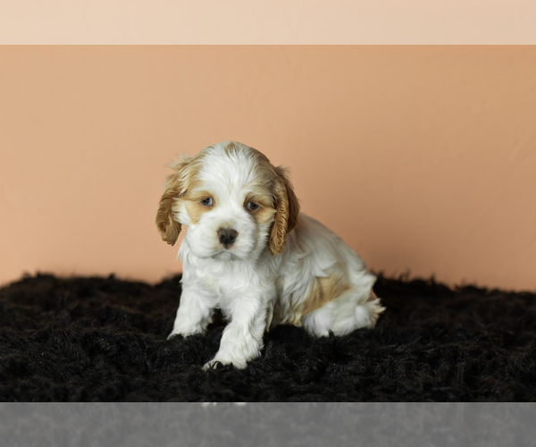 Medium Photo #3 Cocker Spaniel Puppy For Sale in NAPPANEE, IN, USA
