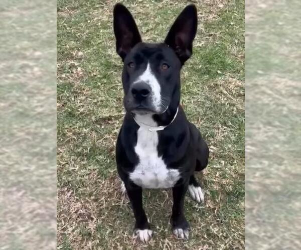 Medium Photo #2 Mutt Puppy For Sale in Riverside, CA, USA