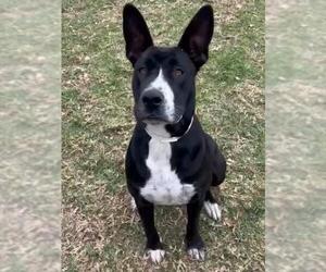 SHELLY - Female Mutt Dog for Adoption - Photo #2