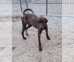 Small #14 German Shorthaired Pointer-Treeing Walker Coonhound Mix
