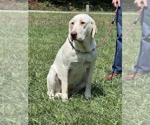 Mother of the Labrador Retriever puppies born on 12/20/2025