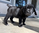 Small Photo #2 Cane Corso Puppy For Sale in LYONS, GA, USA