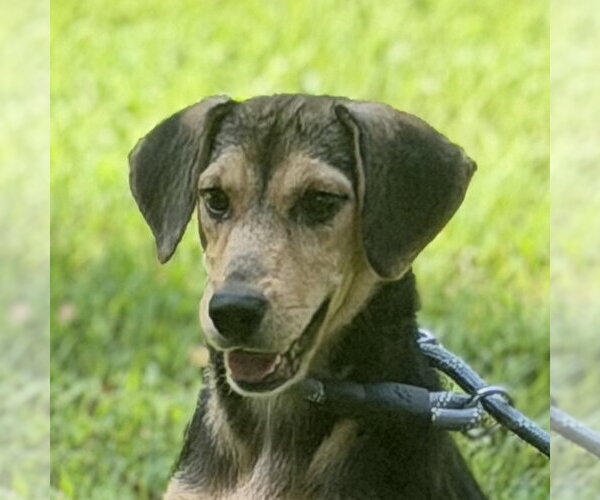 Medium Photo #1 Beagle Puppy For Sale in Yardley, PA, USA