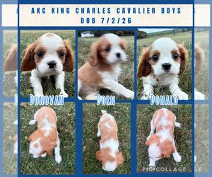 Cavalier King Charles Spaniel Puppy for Sale in ATHENS, Wisconsin USA