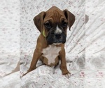 Small Photo #2 Boxer Puppy For Sale in AFTON, WY, USA