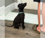 Small #5 American Pit Bull Terrier