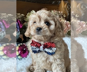 Cavapoo Puppy for sale in GREENVILLE, MO, USA