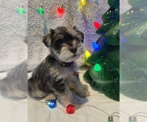 Medium Schnauzer (Miniature)