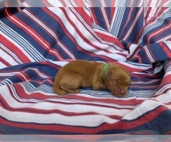Medium Photo #1 Golden Retriever Puppy For Sale in RITTMAN, OH, USA