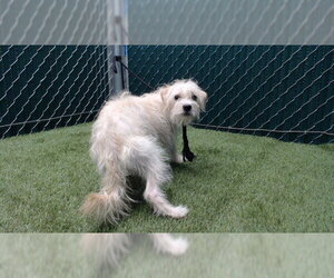 Mutt Dogs for adoption in Downey, CA, USA