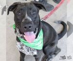 Small #2 Collie-Labrador Retriever Mix