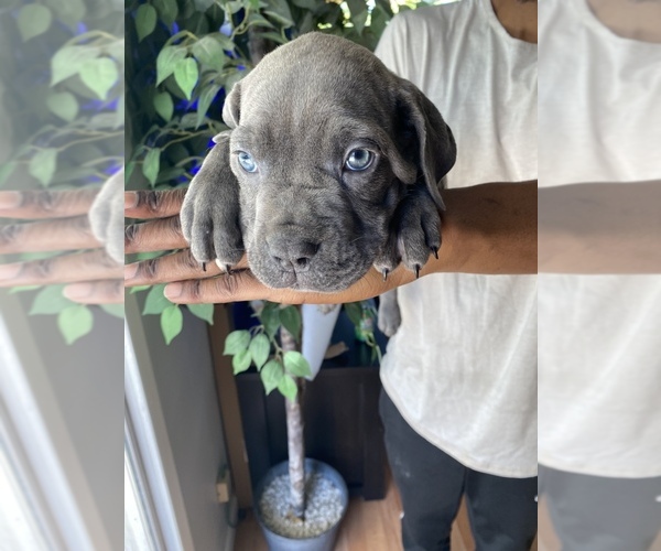 Medium Photo #10 Cane Corso Puppy For Sale in NORTHRIDGE, CA, USA