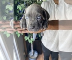 Small Photo #10 Cane Corso Puppy For Sale in NORTHRIDGE, CA, USA
