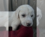 Small Photo #5 Labrador Retriever Puppy For Sale in AIKEN, SC, USA