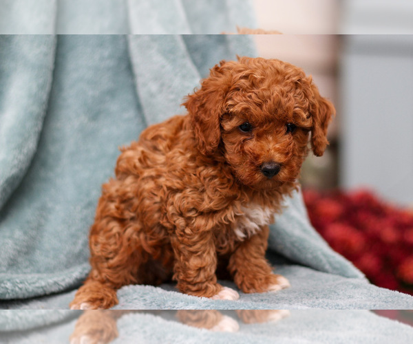 Medium Photo #3 Poodle (Miniature) Puppy For Sale in NAPPANEE, IN, USA
