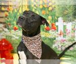 Small #1 Labrador Retriever Mix