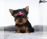 Small #2 Yorkshire Terrier