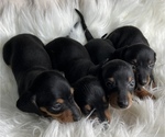 Image preview for Ad Listing. Nickname: Dachshund